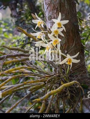 Vista ravvicinata dei fiori cremosi bianchi e arancioni gialli delle specie di orchidee epifitiche dendrobium heterocarpum che fioriscono all'aperto su sfondo naturale Foto Stock