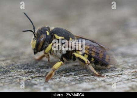 Primo piano dettagliato su un'ape solitaria di Woolcarder fiorentina mediterranea, Anthidium florentinum seduto su legno Foto Stock