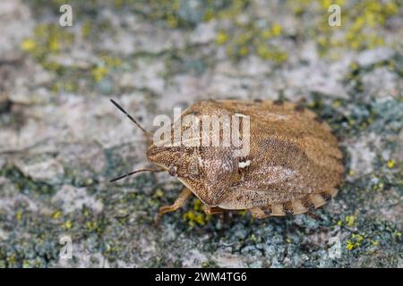 Primo piano naturale su una cimice di tartaruga, Eurygaster maura seduto su legno Foto Stock