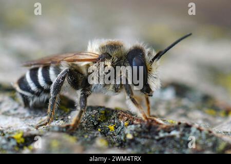 Dettaglio primo piano su un maschio a foglia tagliata in bianco, Megachile albisecta Foto Stock