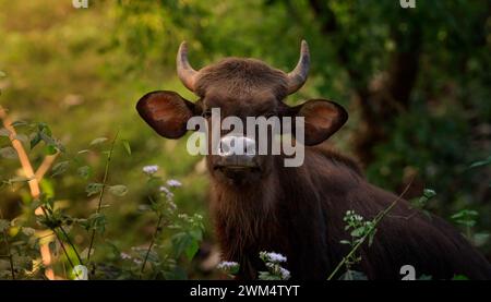 Gaur, toro selvatico nella natura / gaur selvatico sull'erba Foto Stock