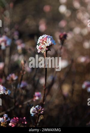 Daphne fiore invernale Foto Stock