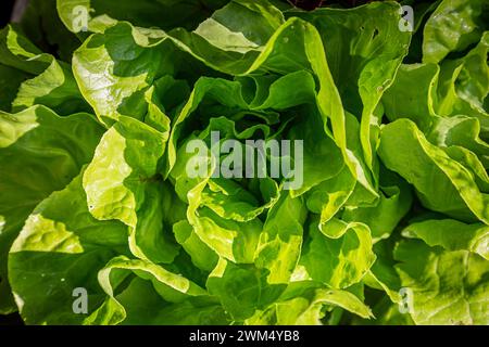 Una vista ad angolo elevato delle foglie di una lattuga a farfalla Foto Stock