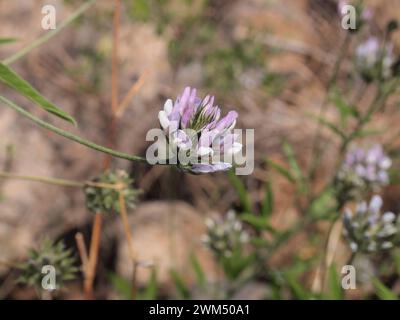 San Miguel de Abona (Tenerife, Isole Canarie, Spagna) Foto Stock