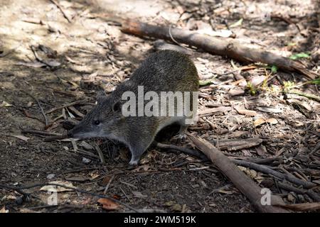 I Bandicoot bruni meridionali hanno circa le dimensioni di un coniglio, e hanno un muso appuntito, la schiena goffrata, la coda sottile e i grandi piedi posteriori Foto Stock