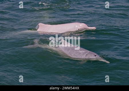 Il giovane delfino megattera indo-pacifica (Sousa Chinensis) socializza nelle acque di Hong Kong Foto Stock
