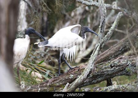 Colonia di ibis bianco australiano (Threskiornis molucca) Foto Stock