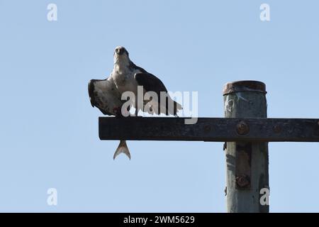 Osprey (Pandion haliaetus) con un attacco su un palo Foto Stock
