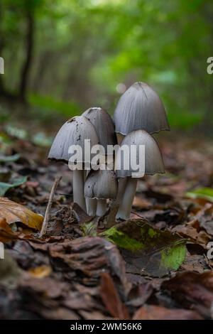 Un fungo sul terreno che cresce in natura Foto Stock