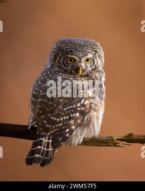 Gufo pigmeo Glaucidium passerinum piccolo gufo naturale foresta scura parte settentrionale della Polonia Europa Foto Stock