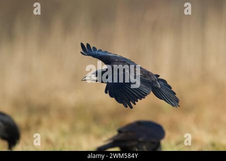 Flying Bird Rook corvus frugilegus atterraggio, uccello nero in inverno, Polonia Europa Foto Stock