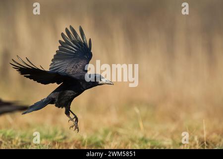 Flying Bird Rook corvus frugilegus atterraggio, uccello nero in inverno, Polonia Europa Foto Stock