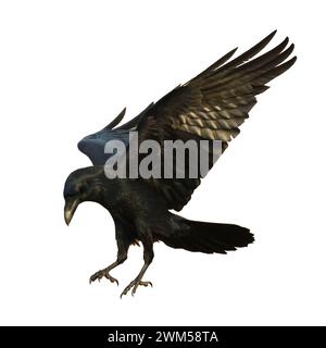 Corvo volante isolato su sfondo bianco Corvus corax. La silhouette di Halloween di un grande uccello nero in volo Foto Stock