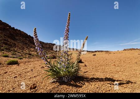 Bugloss blu / Tajinaste picante (Echium auberianum), una rara bugloss di alta montagna endemica di Tenerife che fiorisce tra cenere vulcanica sopra i 2300 m a Las Foto Stock