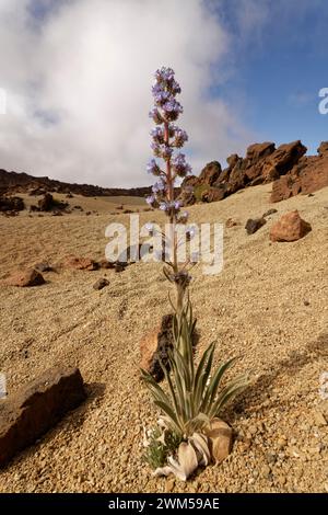 Bugloss blu / Tajinaste picante (Echium auberianum), una rara bugloss di alta montagna endemica di Tenerife che fiorisce tra cenere vulcanica sopra i 2300 m a Las Foto Stock