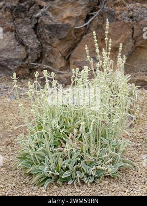 Ironwort / tè di montagna (Sideritis eriocephala), un grappolo endemico di Tenerife che fiorisce sulla cenere vulcanica nell'orto botanico El Portillo, Teide National Foto Stock