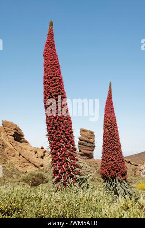 Monte Teide bugloss / Torre dei gioielli (Echium wildpretii) che fiorisce sotto Roque cinque, Roques de Garcia, Parco Nazionale del Teide, Tenerife, Isole Canarie Foto Stock