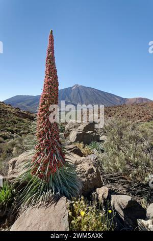 Monte Teide Bugloss / Torre dei gioielli (Echium wildpretii) in fiore sotto il Monte Teide, Parco Nazionale del Teide, Tenerife, Isole Canarie, maggio 2023. Foto Stock