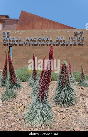 Monte Teide Bugloss / Torre dei gioielli (Echium wildpretii) fiorito dal Canada Blanca Visitor Centre, Parco Nazionale del Teide, Tenerife, Isole Canarie Foto Stock