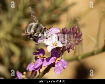 Ape di fiori delle Canarie (Anthophora alluaudi), endemica delle Canarie, nettendo dal fiore di murale del Teide (Erysimum scoparium), Parco Nazionale del Teide, Tenerife Foto Stock