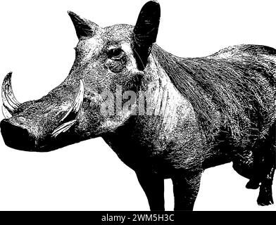 Schizzo di warthog africano in nero, isolato Illustrazione Vettoriale