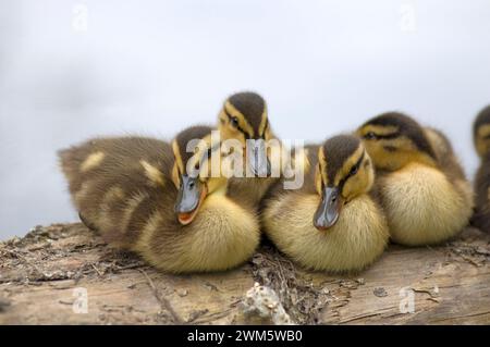 Anatre mallard, anas platyrhynchos, pochette di anatre su un tronco a Lake Washington, Seattle, Washington Foto Stock