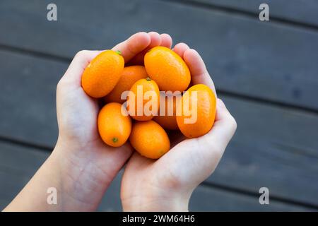 Le mani dei bambini piene di frutta kumquat. Agrumi kumquat in mano. Foto Stock