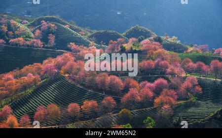 I ciliegi fioriscono a Sapa, in Vietnam Foto Stock