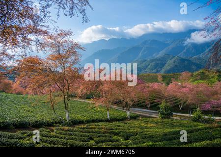 I ciliegi fioriscono a Sapa, in Vietnam Foto Stock