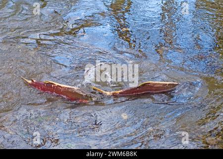 Salmone reale, Oncorhynchus tshawytscha, o salmone chinook, che riproduce in un ruscello al largo del fiume Quinault nell'Olympic National Park, nella Penisola Olimpica Foto Stock