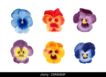 Set di pannelli per acquerelli. Illustrazione disegnata a mano di fiori primaverili, isolati su sfondo bianco Foto Stock