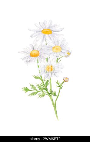 Bouquet di fiori a margherita, fiori bianchi, boccioli, foglie verdi, steli. Illustrazione disegnata a mano con acquerello, isolata su sfondo bianco Foto Stock