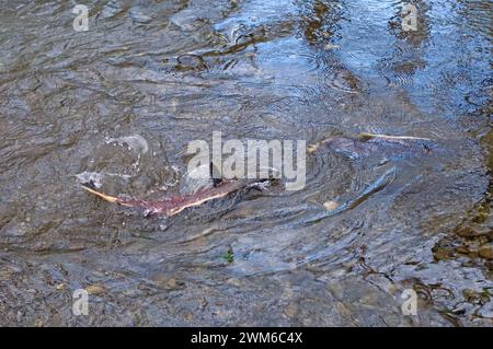 Salmone reale, Oncorhynchus tshawytscha, o salmone chinook, che riproduce in un ruscello al largo del fiume Quinault nell'Olympic National Park, nella Penisola Olimpica Foto Stock