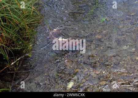 Salmone reale, Oncorhynchus tshawytscha, o salmone chinook, che riproduce in un ruscello al largo del fiume Quinault nell'Olympic National Park, nella Penisola Olimpica Foto Stock