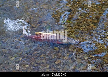 Salmone reale, Oncorhynchus tshawytscha, o salmone chinook, che riproduce in un ruscello al largo del fiume Quinault nell'Olympic National Park, nella Penisola Olimpica Foto Stock