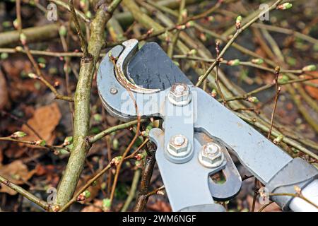 Gesetz zum Vogelschutz am 1. März eines Jahres beginnt die Brutzeit der Vögel und Fällungen, Rodungen, auf Stock setzen oder abschneiden ist bis auf wenige Ausnahmen laut paragrafo 39 Bundesnaturschutzgesetz Brut- und Setzzeit - bis zum 30. September eines Jahres verboten Essen Nordrhein-Westfalen Deutschland *** legge sulla protezione degli uccelli la stagione riproduttiva degli uccelli inizia il 1° marzo di ogni anno e sono vietati l’abbattimento, la sgombero, l’accantonamento o il taglio fino al 30 settembre di ogni anno, con poche eccezioni, secondo la sezione 39 del Federal Nature Conservation Act Breeding and Setting Sea Foto Stock