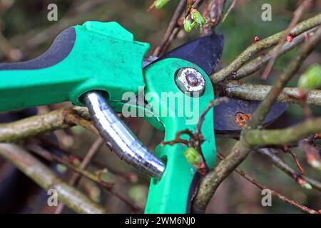 Gesetz zum Vogelschutz am 1. März eines Jahres beginnt die Brutzeit der Vögel und Fällungen, Rodungen, auf Stock setzen oder abschneiden ist bis auf wenige Ausnahmen laut paragrafo 39 Bundesnaturschutzgesetz Brut- und Setzzeit - bis zum 30. September eines Jahres verboten Essen Nordrhein-Westfalen Deutschland *** legge sulla protezione degli uccelli la stagione riproduttiva degli uccelli inizia il 1° marzo di ogni anno e sono vietati l’abbattimento, la sgombero, l’accantonamento o il taglio fino al 30 settembre di ogni anno, con poche eccezioni, secondo la sezione 39 del Federal Nature Conservation Act Breeding and Setting Sea Foto Stock