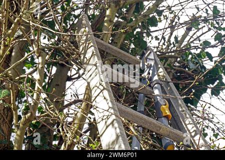 Gesetz zum Vogelschutz am 1. März eines Jahres beginnt die Brutzeit der Vögel und Fällungen, Rodungen, auf Stock setzen oder abschneiden ist bis auf wenige Ausnahmen laut paragrafo 39 Bundesnaturschutzgesetz Brut- und Setzzeit - bis zum 30. September eines Jahres verboten Essen Nordrhein-Westfalen Deutschland *** legge sulla protezione degli uccelli la stagione riproduttiva degli uccelli inizia il 1° marzo di ogni anno e sono vietati l’abbattimento, la sgombero, l’accantonamento o il taglio fino al 30 settembre di ogni anno, con poche eccezioni, secondo la sezione 39 del Federal Nature Conservation Act Breeding and Setting Sea Foto Stock