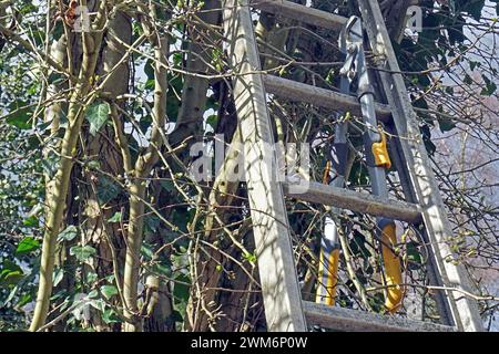 Gesetz zum Vogelschutz am 1. März eines Jahres beginnt die Brutzeit der Vögel und Fällungen, Rodungen, auf Stock setzen oder abschneiden ist bis auf wenige Ausnahmen laut paragrafo 39 Bundesnaturschutzgesetz Brut- und Setzzeit - bis zum 30. September eines Jahres verboten Essen Nordrhein-Westfalen Deutschland *** legge sulla protezione degli uccelli la stagione riproduttiva degli uccelli inizia il 1° marzo di ogni anno e sono vietati l’abbattimento, la sgombero, l’accantonamento o il taglio fino al 30 settembre di ogni anno, con poche eccezioni, secondo la sezione 39 del Federal Nature Conservation Act Breeding and Setting Sea Foto Stock