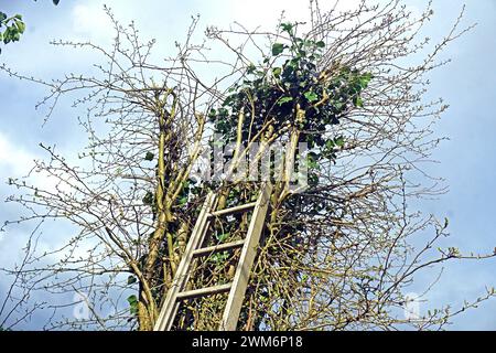 Gesetz zum Vogelschutz am 1. März eines Jahres beginnt die Brutzeit der Vögel und Fällungen, Rodungen, auf Stock setzen oder abschneiden ist bis auf wenige Ausnahmen laut paragrafo 39 Bundesnaturschutzgesetz Brut- und Setzzeit - bis zum 30. September eines Jahres verboten Essen Nordrhein-Westfalen Deutschland *** legge sulla protezione degli uccelli la stagione riproduttiva degli uccelli inizia il 1° marzo di ogni anno e sono vietati l’abbattimento, la sgombero, l’accantonamento o il taglio fino al 30 settembre di ogni anno, con poche eccezioni, secondo la sezione 39 del Federal Nature Conservation Act Breeding and Setting Sea Foto Stock