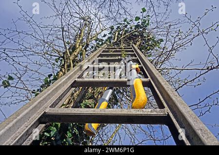 Gesetz zum Vogelschutz am 1. März eines Jahres beginnt die Brutzeit der Vögel und Fällungen, Rodungen, auf Stock setzen oder abschneiden ist bis auf wenige Ausnahmen laut paragrafo 39 Bundesnaturschutzgesetz Brut- und Setzzeit - bis zum 30. September eines Jahres verboten Essen Nordrhein-Westfalen Deutschland *** legge sulla protezione degli uccelli la stagione riproduttiva degli uccelli inizia il 1° marzo di ogni anno e sono vietati l’abbattimento, la sgombero, l’accantonamento o il taglio fino al 30 settembre di ogni anno, con poche eccezioni, secondo la sezione 39 del Federal Nature Conservation Act Breeding and Setting Sea Foto Stock