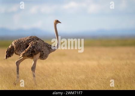 Struzzo Masai nel parco nazionale di Amboseli, Kenya, 4 giugno 2023. (Foto CTK/Ondrej Zaruba) Foto Stock