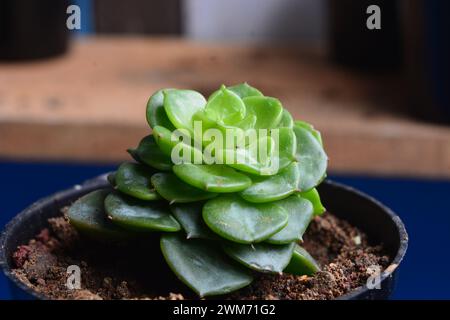 Le piante succulente hanno una forma miniaturizzata. Le foglie spesse contengono molta acqua. Questa pianta è di solito piantata in piccoli vasi per essere utilizzata come orname Foto Stock