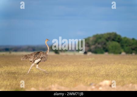 Struzzo Masai nel parco nazionale di Amboseli, Kenya, 4 giugno 2023. (Foto CTK/Ondrej Zaruba) Foto Stock