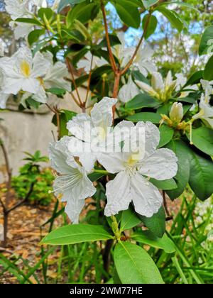 Un primo piano di fiori di rododendro con foglie verdi in un giardino Foto Stock