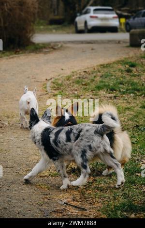 Un cucciolo grigio Merle Border collie si trova accanto a un corgi gallese Pembroke tricolor e un bulldog francese bianco. Tre cani si sono incontrati durante una passeggiata nel parco. Posteriore Foto Stock