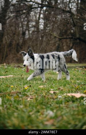 L'affascinante collie di confine con gli occhi blu e il colore Merle grigio cammina nel parco sull'erba verde in primavera. Felice e attiva fase di movimento del giovane cane. Foto Stock