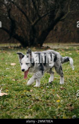 L'affascinante collie di confine con gli occhi blu e il colore Merle grigio cammina nel parco sull'erba verde in primavera. Felice e attiva fase di movimento del giovane cane. Foto Stock