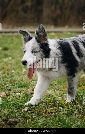 L'affascinante collie di confine con gli occhi blu e il colore Merle grigio cammina nel parco sull'erba verde in primavera. Felice e attiva fase di movimento del giovane cane. Foto Stock