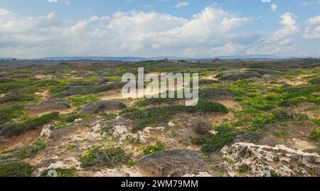 Bellissimo spazio sabbioso con cespugli verdi in Israele Foto Stock